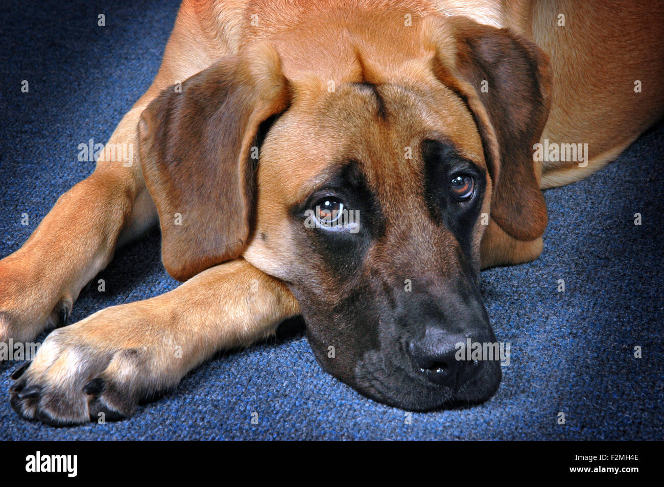 Big Friendly Dog Laying Down and Relaxing Stock Photo Alamy