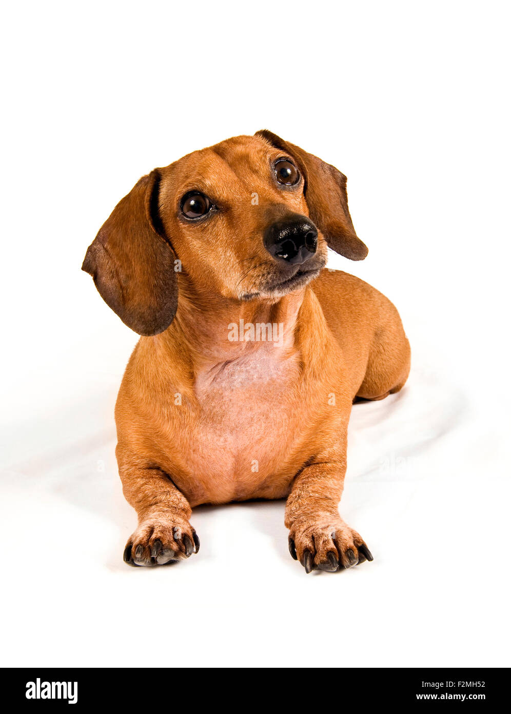 White and brown dachshund puppy hires stock photography and images Alamy