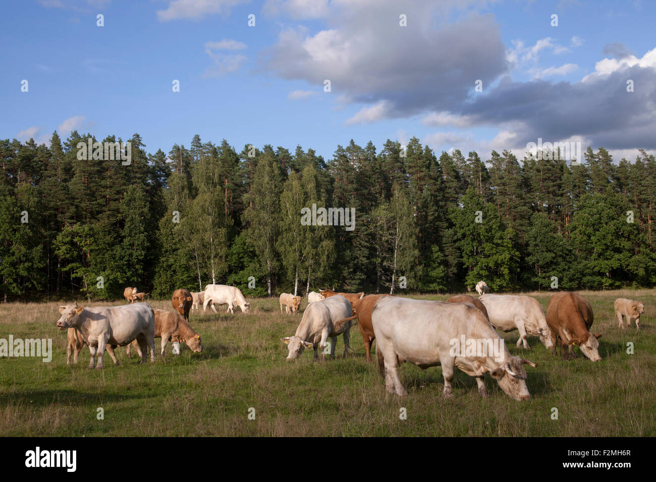 Cattle grazing Stock Photo