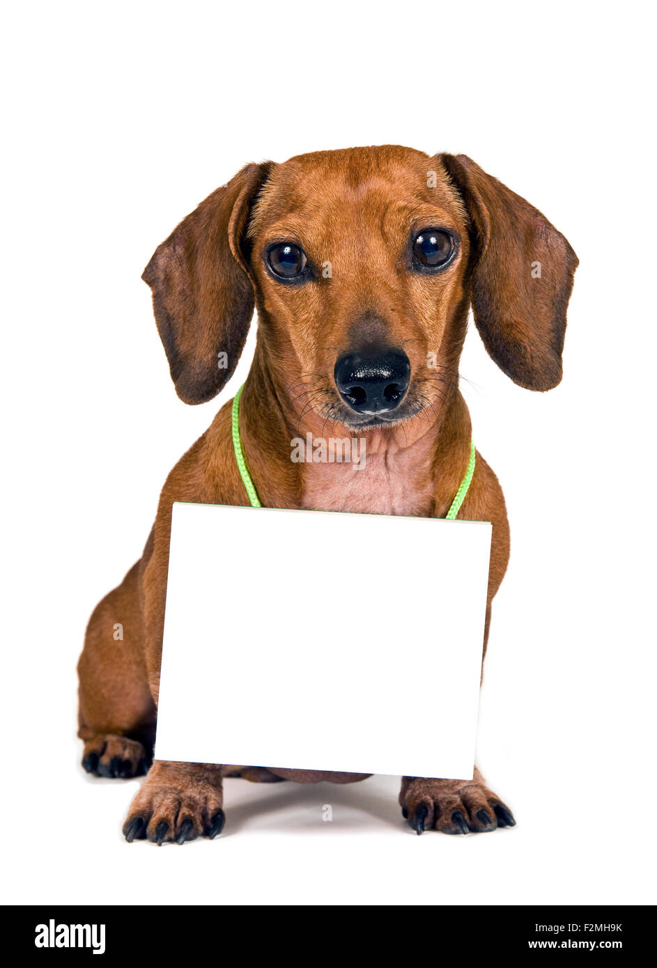 Sign around neck Cut Out Stock Images & Pictures Alamy