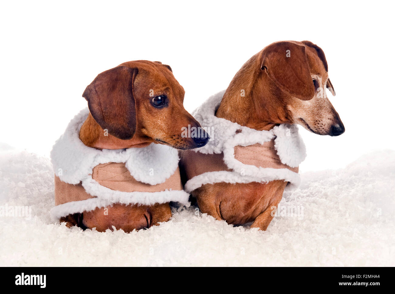 Cute Little Dogs Dressed In Winter Coats Looking Intrigued Stock Photo