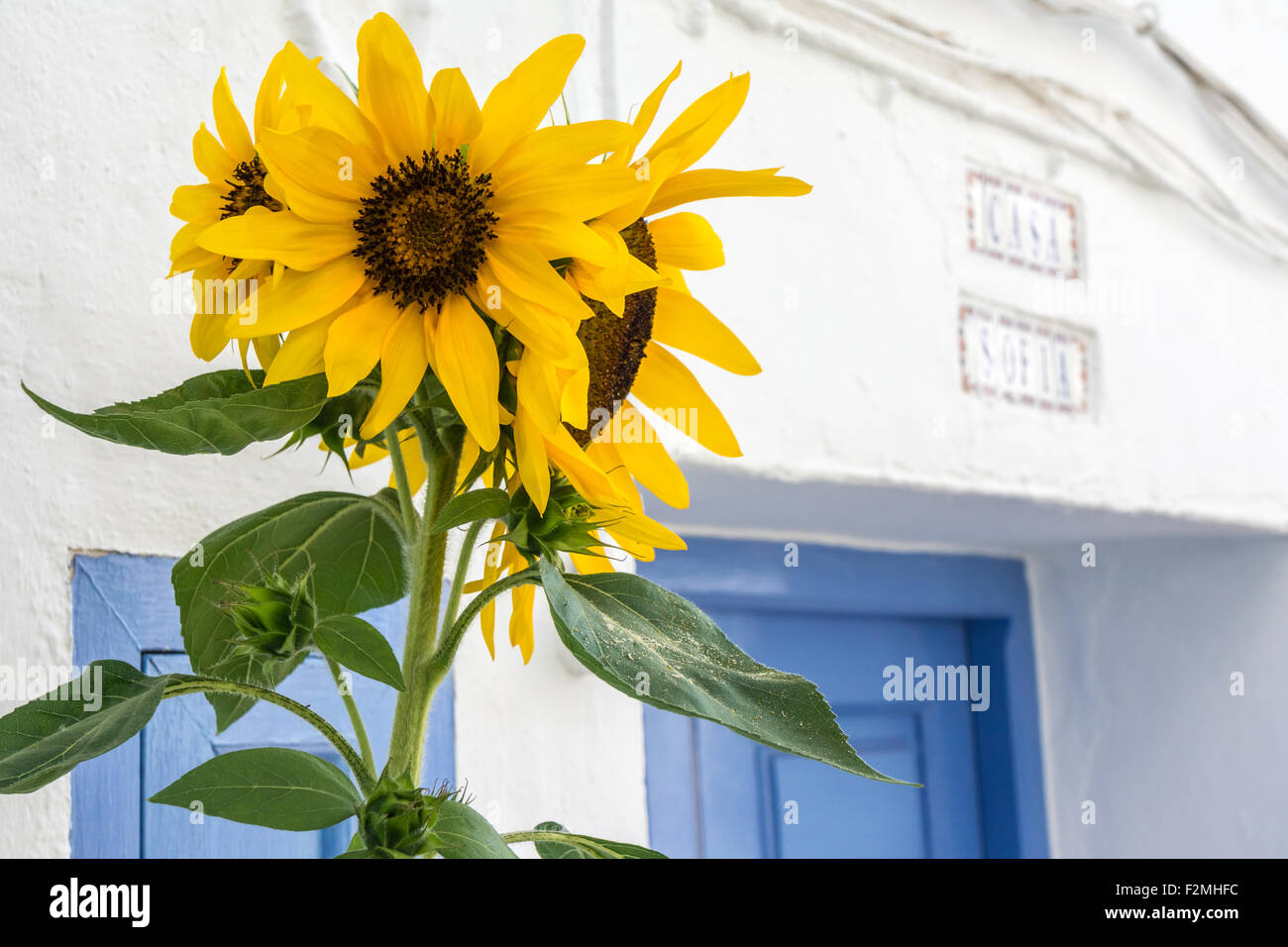 Spanish Sunflowers Stock Photo
