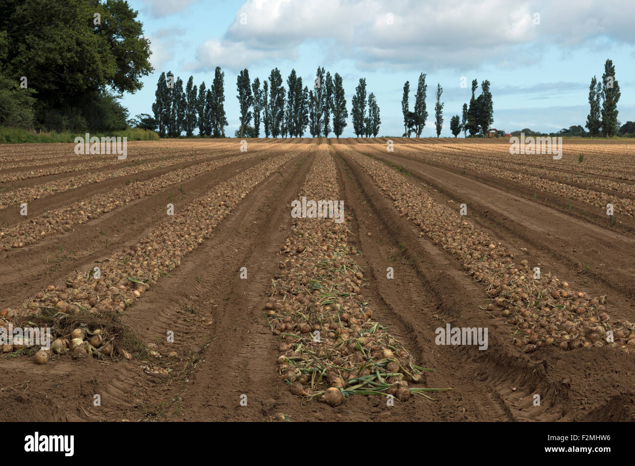 Onion harvest Hollesley Suffolk UK Stock Photo Alamy