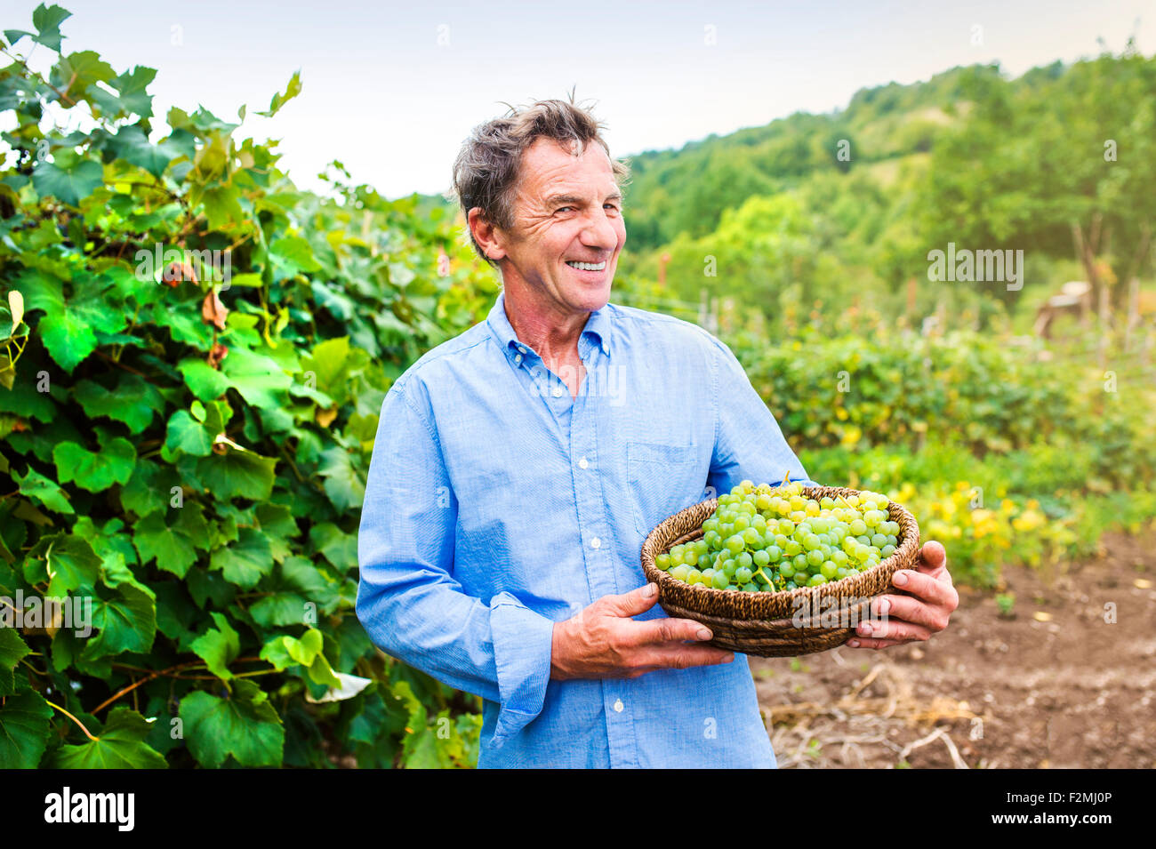 Portrait of a senior man holding a basket with grapes Stock Photo - Alamy