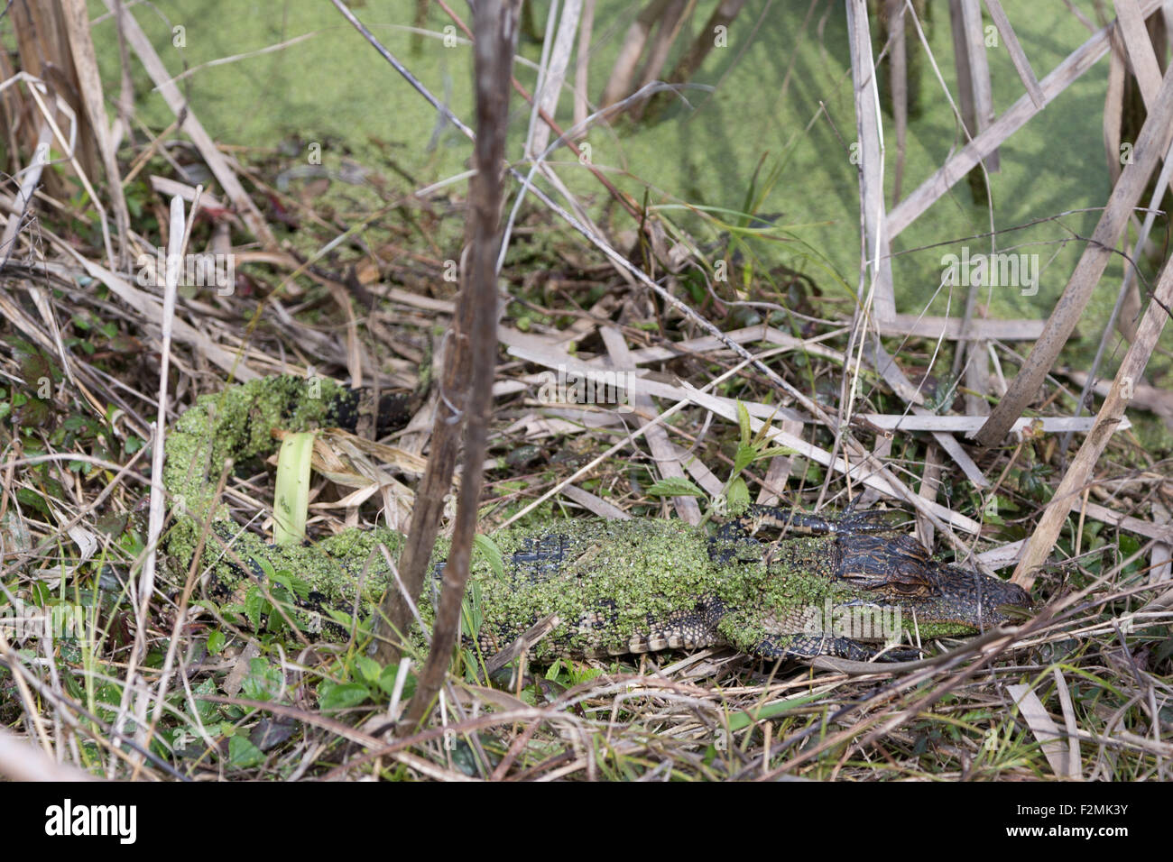 A photograph of a juvenile alligator in the wild near Savannah in Georgia. The alligator is covered in algae. Stock Photo
