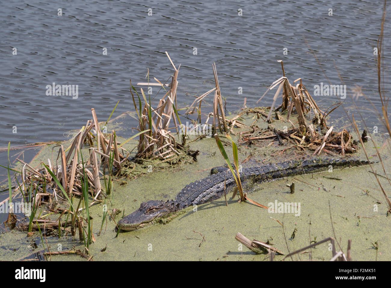 A photograph of an American alligator in the wild near Savannah in Georgia. The alligator is hiding amongst some algae. Stock Photo