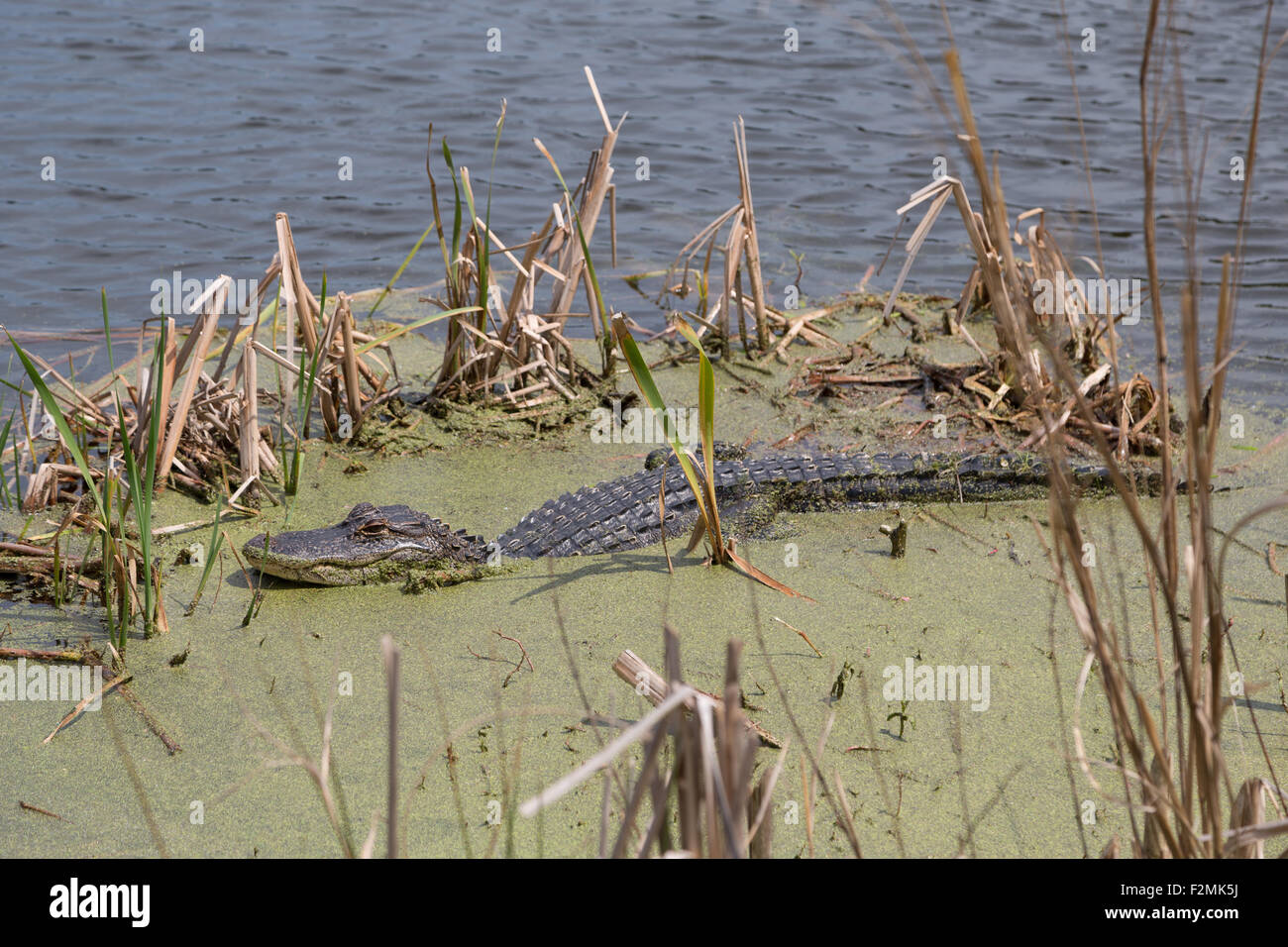 A photograph of an American alligator in the wild near Savannah in Georgia. The alligator is hiding amongst some algae. Stock Photo