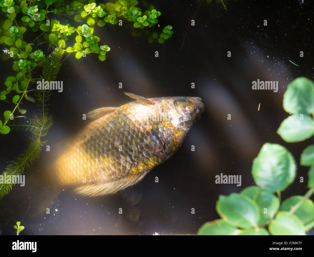 The Dead Fish on a color background Stock Photo - Alamy