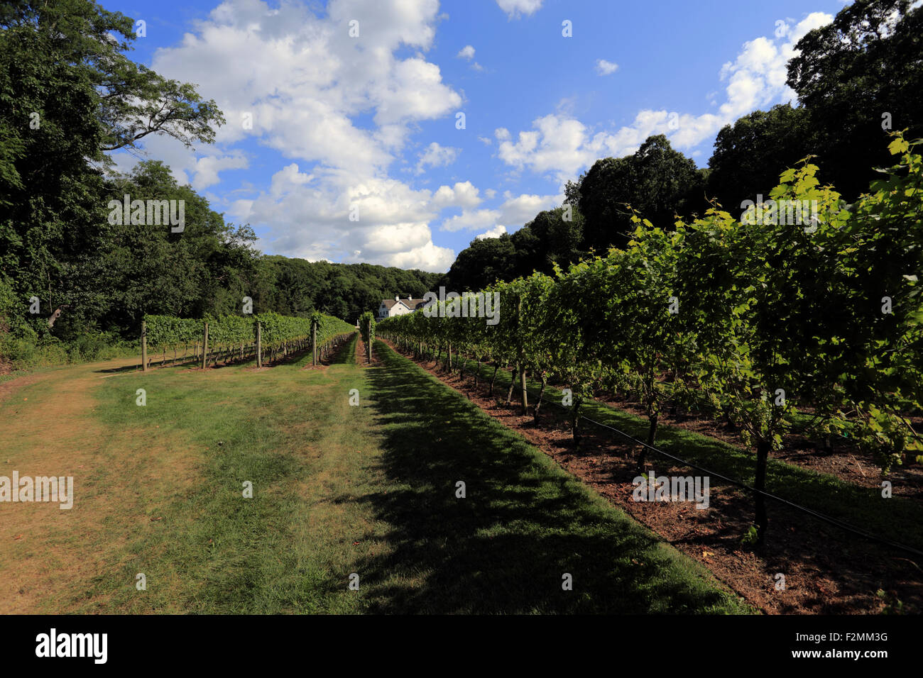 Harmony Vineyards Head of the Harbor Long Island New York Stock Photo