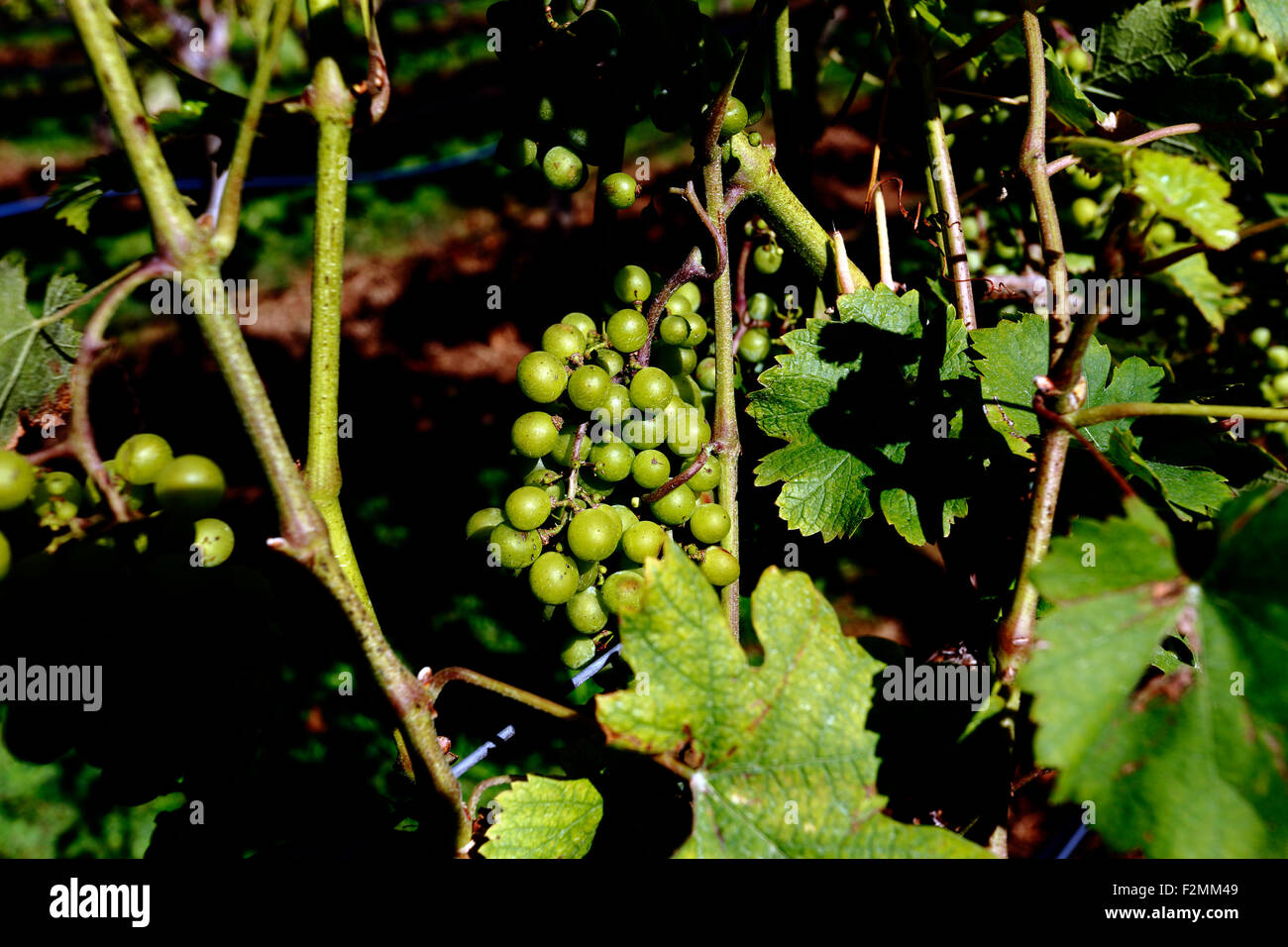 Grapes on the vine Long Island New York Stock Photo Alamy