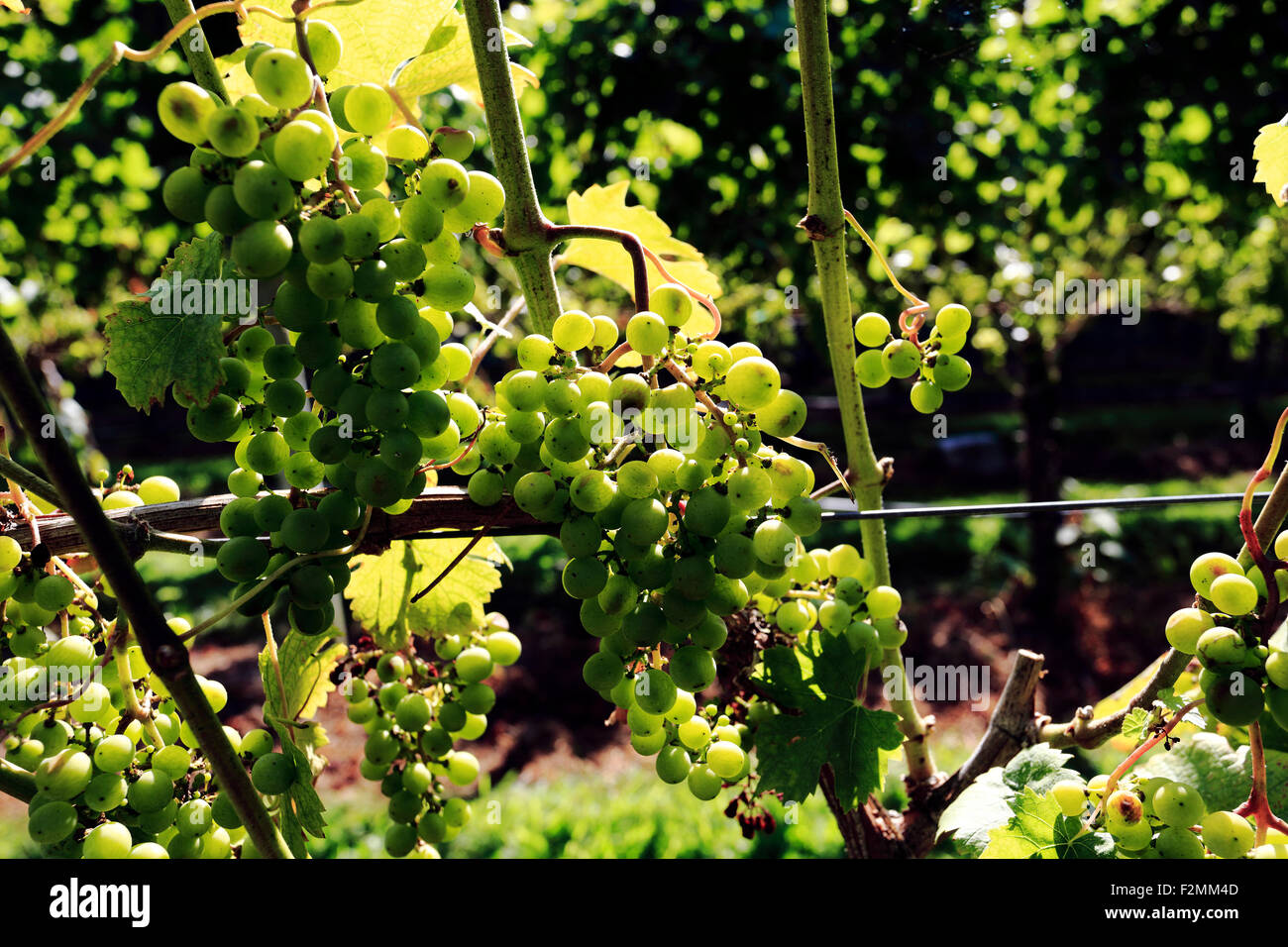 Grapes on the vine Long Island New York Stock Photo Alamy
