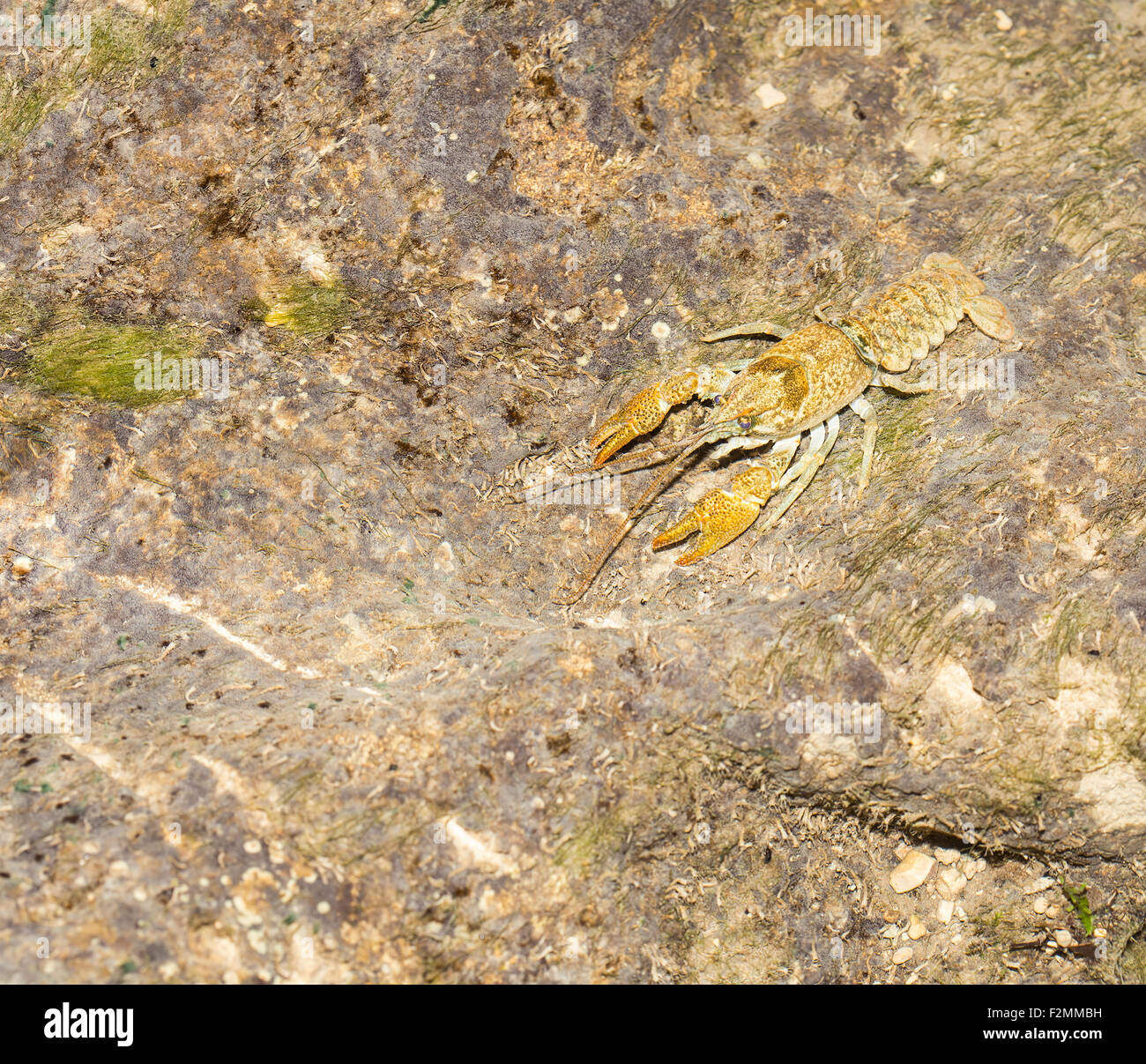 Crawfish in the clean water eco system. Stock Photo