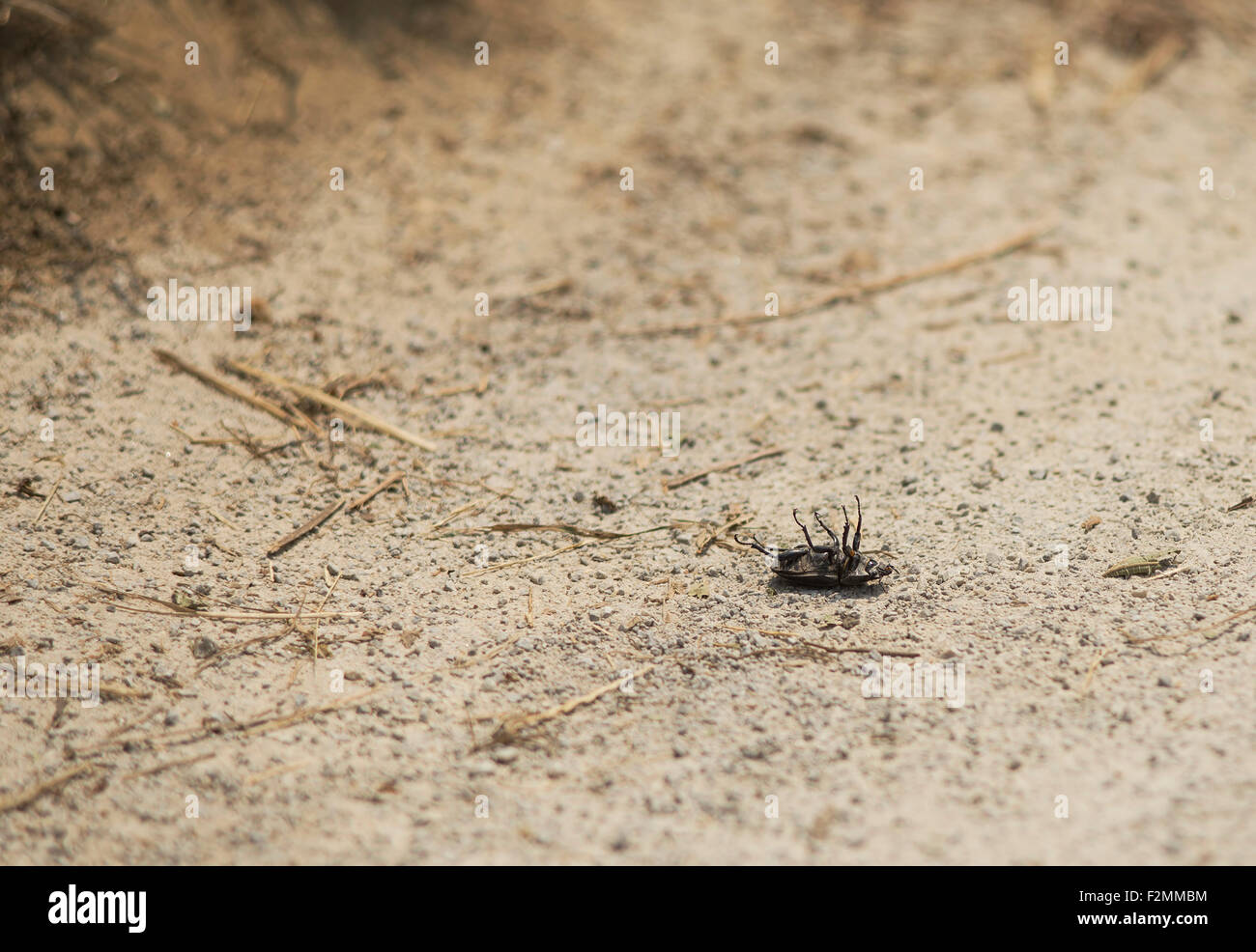 Dead bug, laying on his back ending his life. Stock Photo