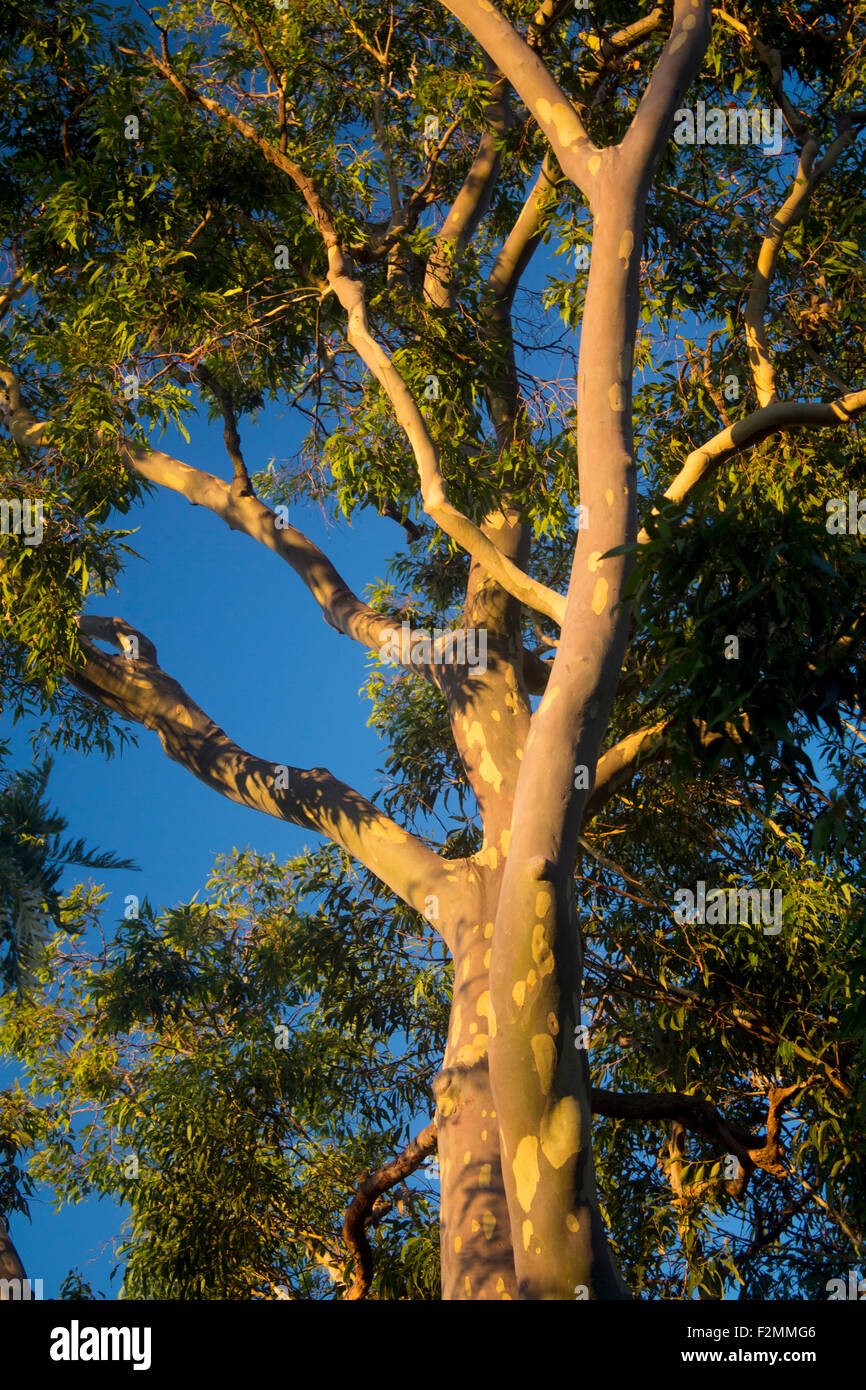 Eucalypt gum tree eucalyptus tree section view upright vertical in late evening light NSW Australia Stock Photo
