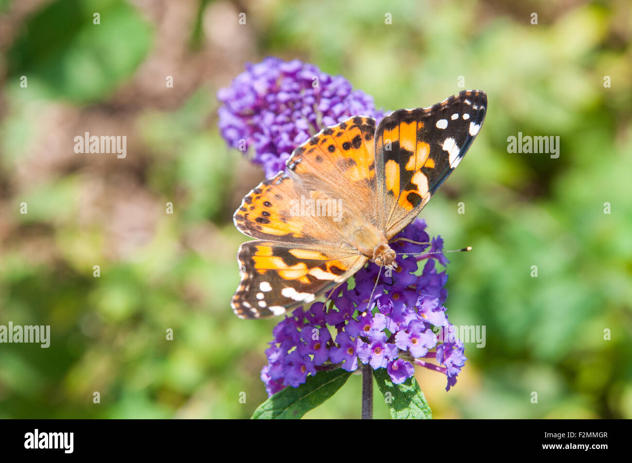american lady butterfly on a purple buterfly bush flower Stock Photo