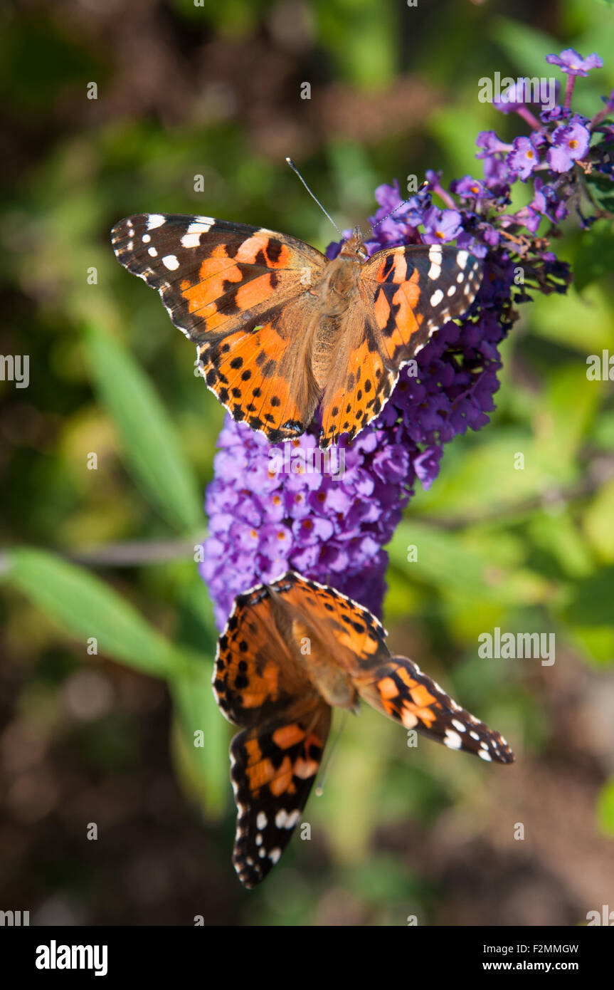 american lady butterfly on a purple buterfly bush flower Stock Photo