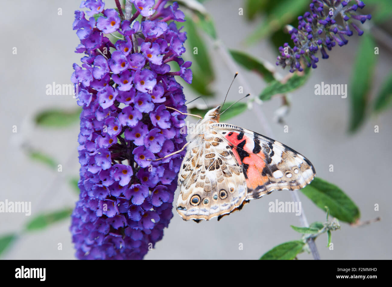 american lady butterfly on a purple butterfly bush flower Stock Photo