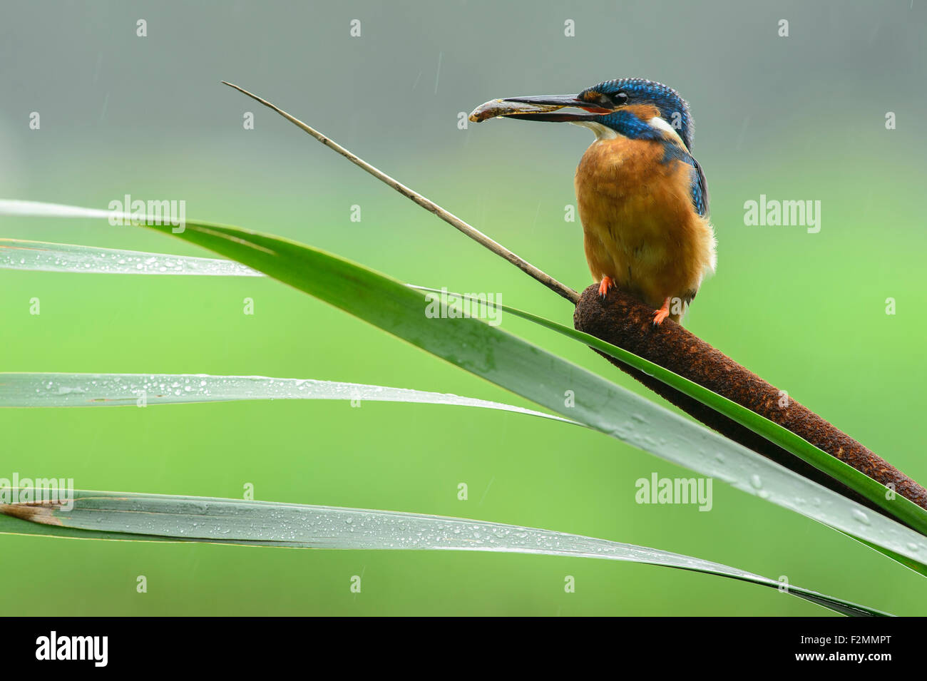 Kingfisher with prey in the rain on reed-mace Stock Photo