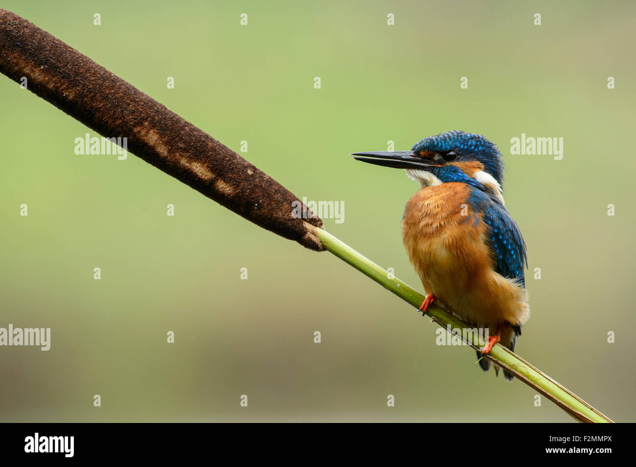 Kingfisher on reed-mace Stock Photo