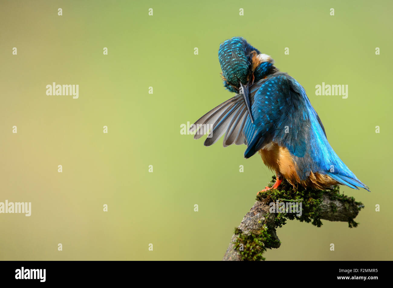 Kingfisher cleaning and maintaining the feathers of the wings Stock