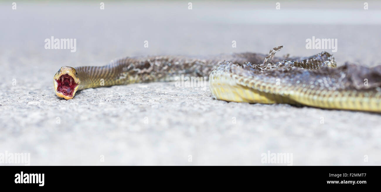 Dead snake on the road hit by a car Stock Photo