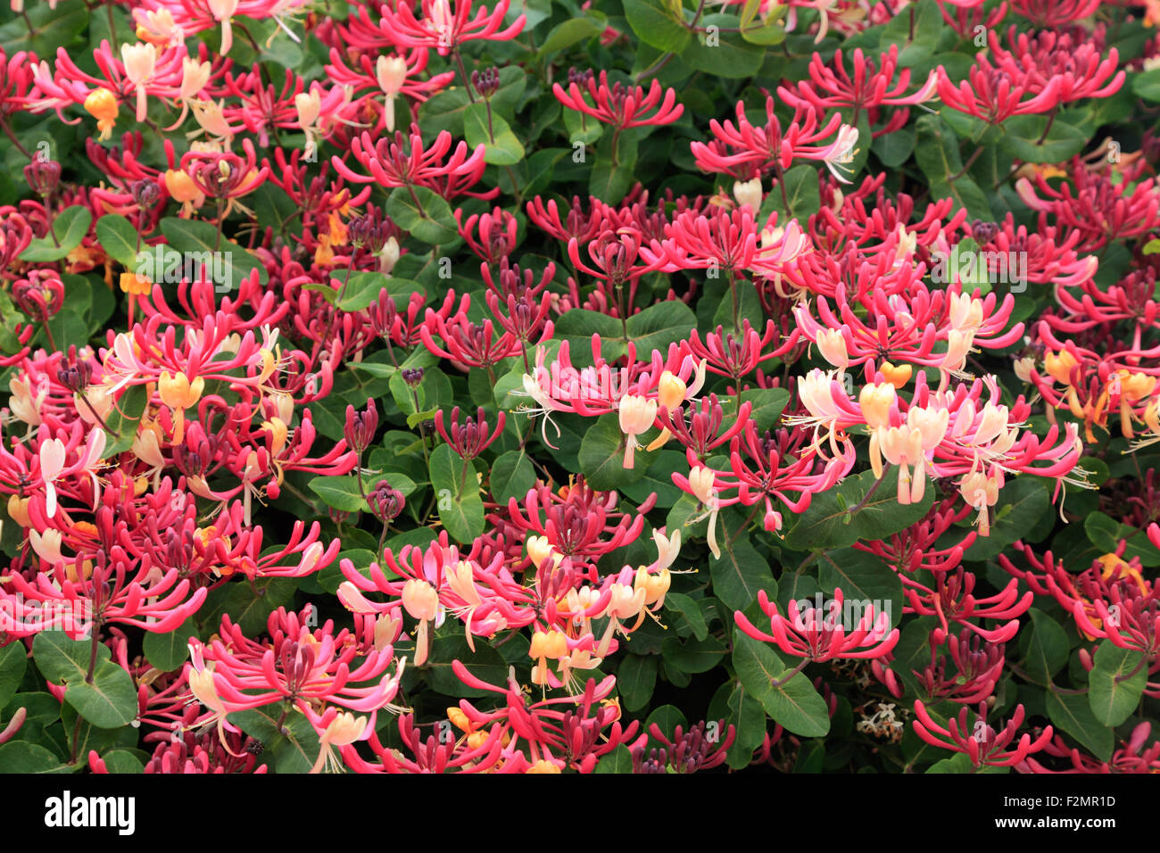 Lonicera periclymenum 'Serotina', honeysuckle flower, honeysuckles flowers Stock Photo