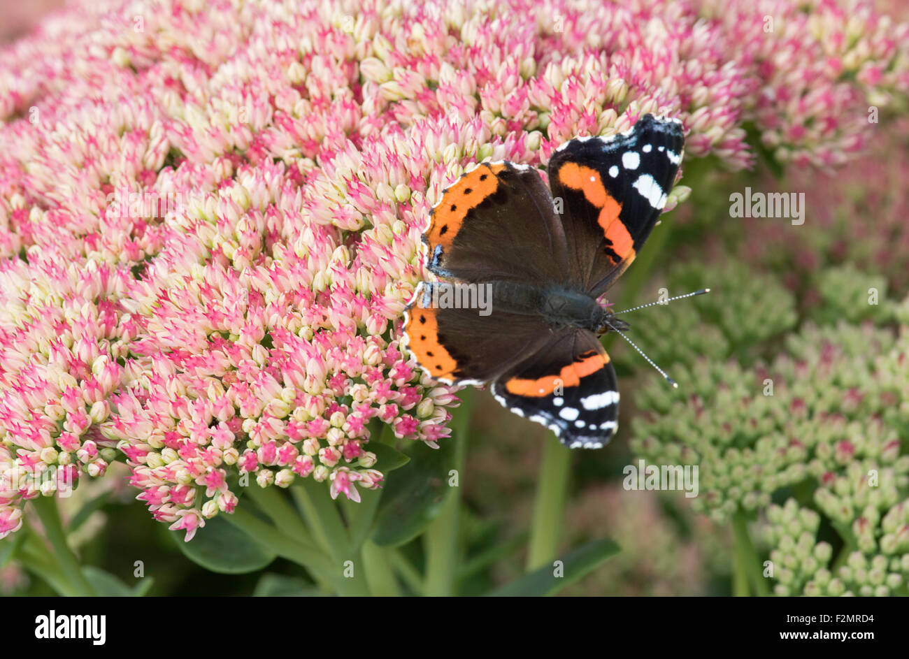 Red Admiral butterfly on a Sedum plant, England, UK Stock Photo