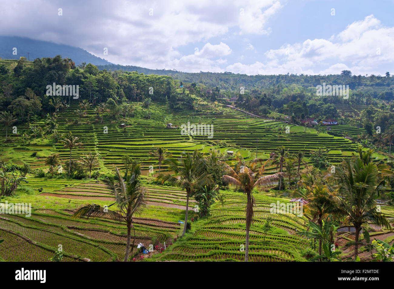 Jatiluwih rice fields, Bali Stock Photo