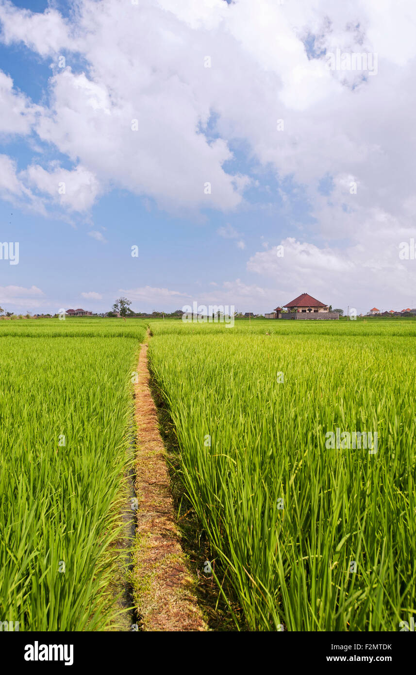 rice field, Canggu, Bali Stock Photo