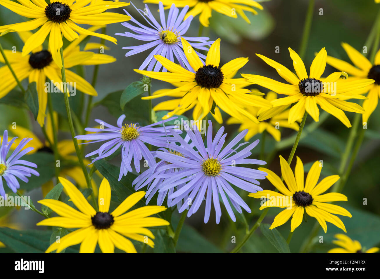 Michaelmas Daisies and Rudbeckias growing in a cottage flower border
