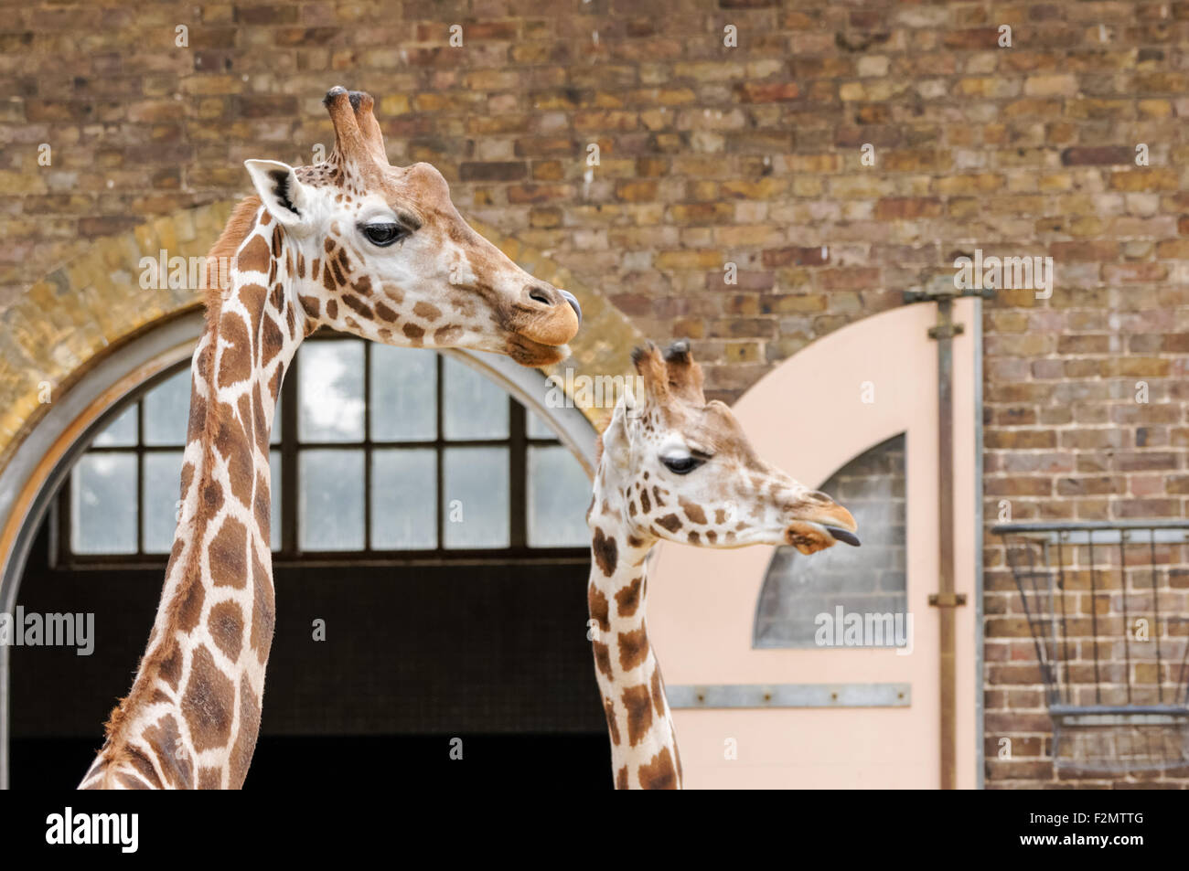 Giraffes at the ZSL London Zoo, London England United Kingdom UK Stock Photo