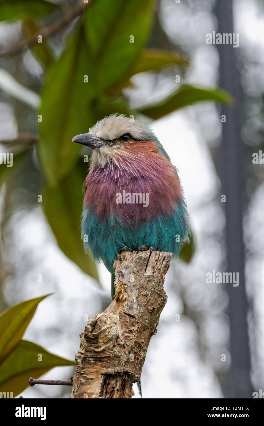 The blue-bellied roller (Coracias cyanogaster) at the ZSL London Zoo, London England United Kingdom UK Stock Photo