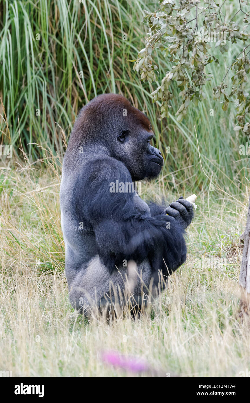 The western lowland gorilla (Gorilla gorilla gorilla) at the ZSL London Zoo, London England United Kingdom UK Stock Photo