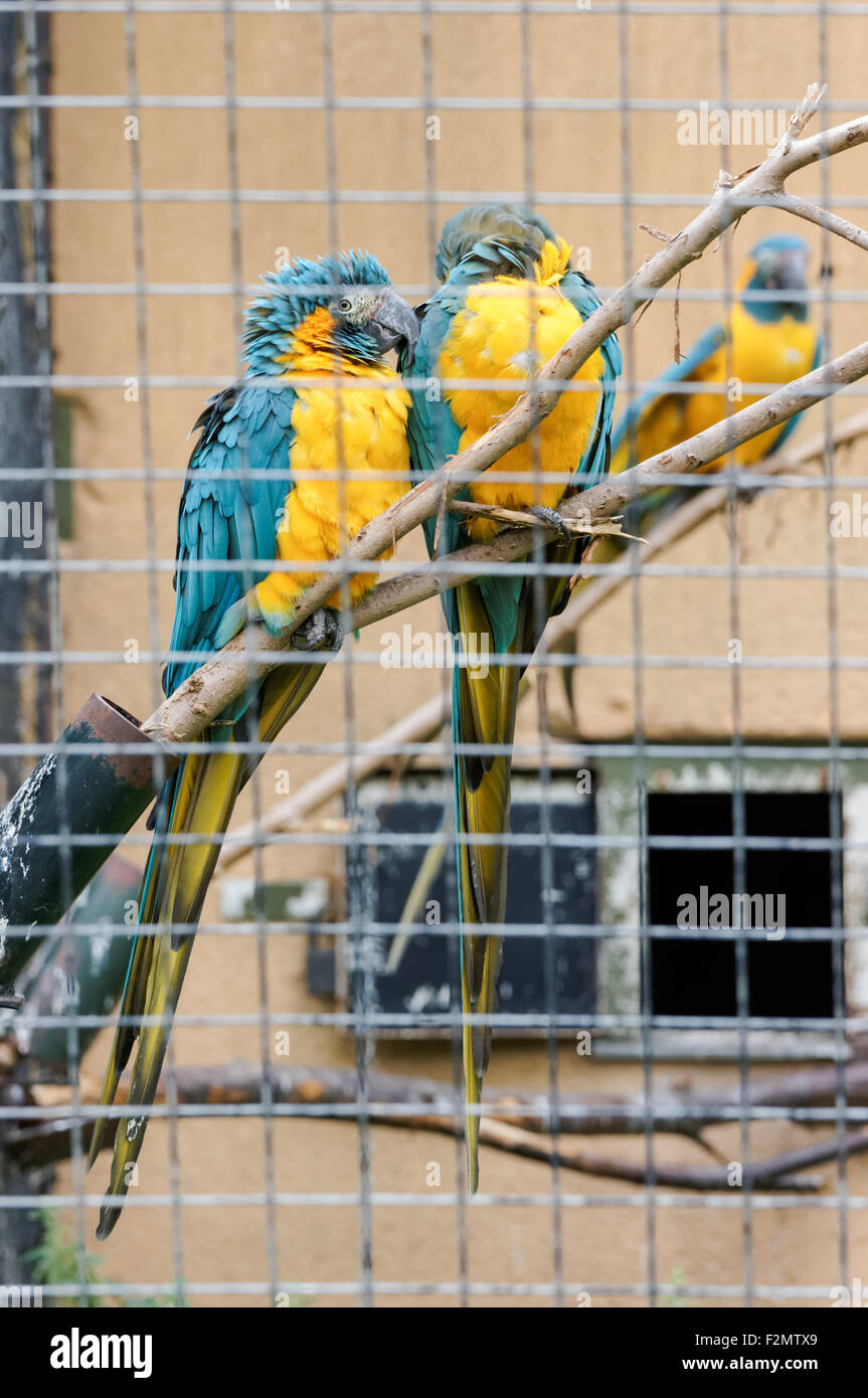 Curated visual reference: Blue Throated Macaw Adaptable Bird Cage Uk Reference: Blue Throated Macaw Ara Glaucogularis Pair Hi Res Stock Photography