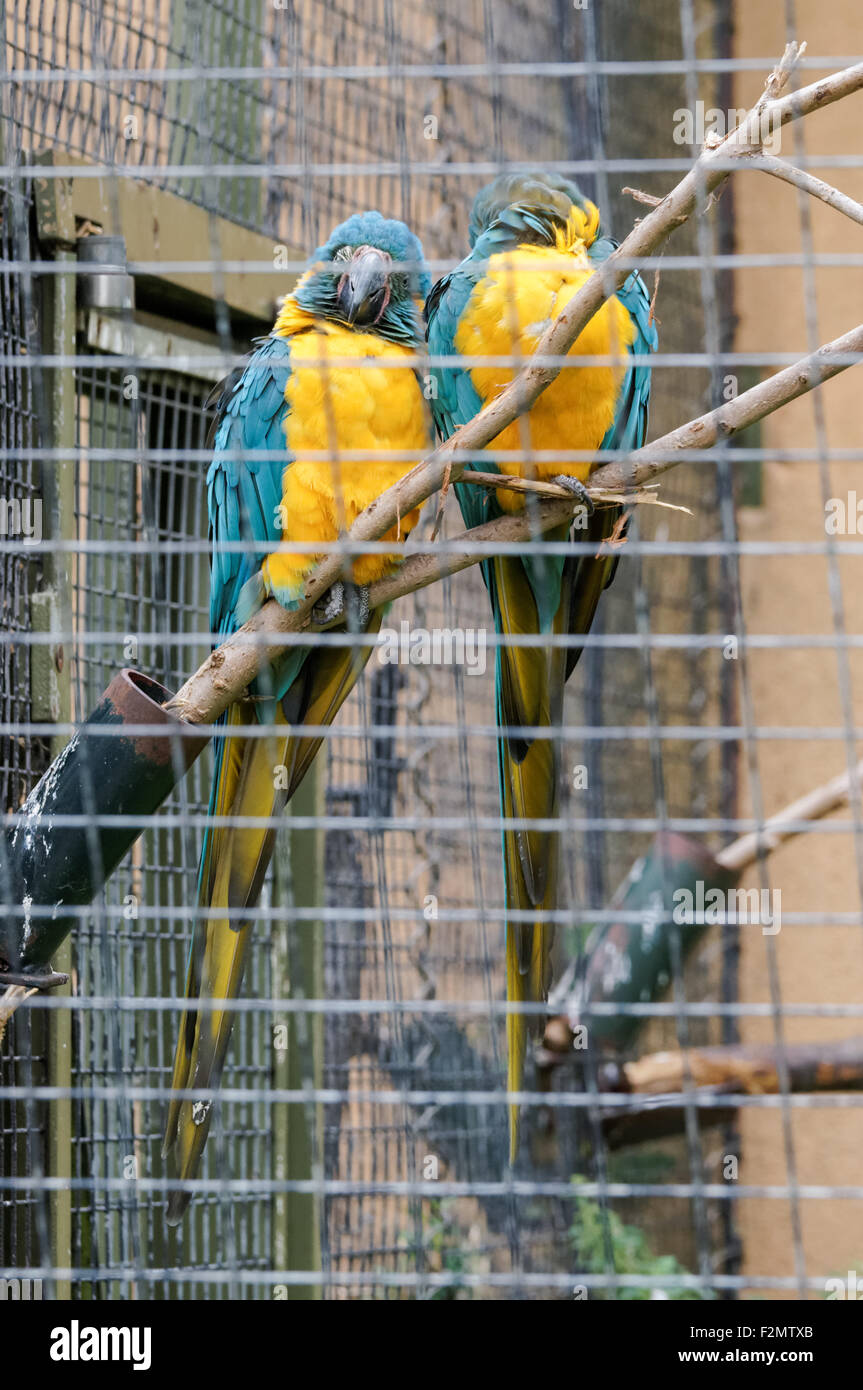 The blue-throated macaws (Ara glaucogularis) at the ZSL London Zoo ...