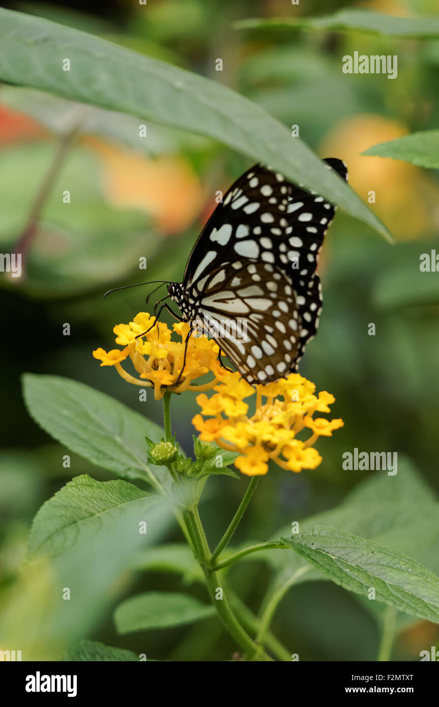 close up of Blue Tiger butterfly, Tirumala limniace Stock Photo