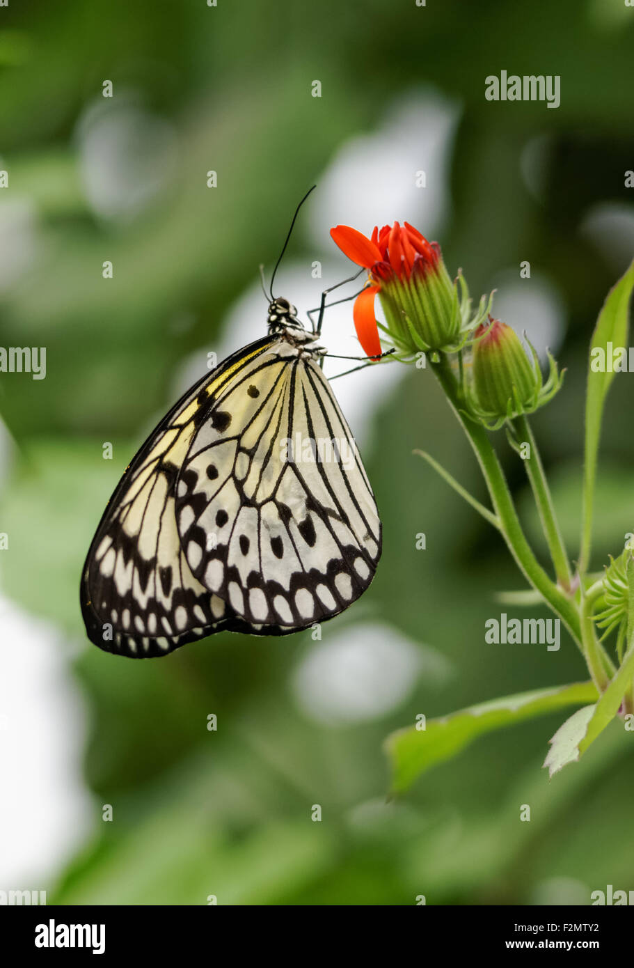 Malabar tree nymph butterfly, Idea malabarica Stock Photo