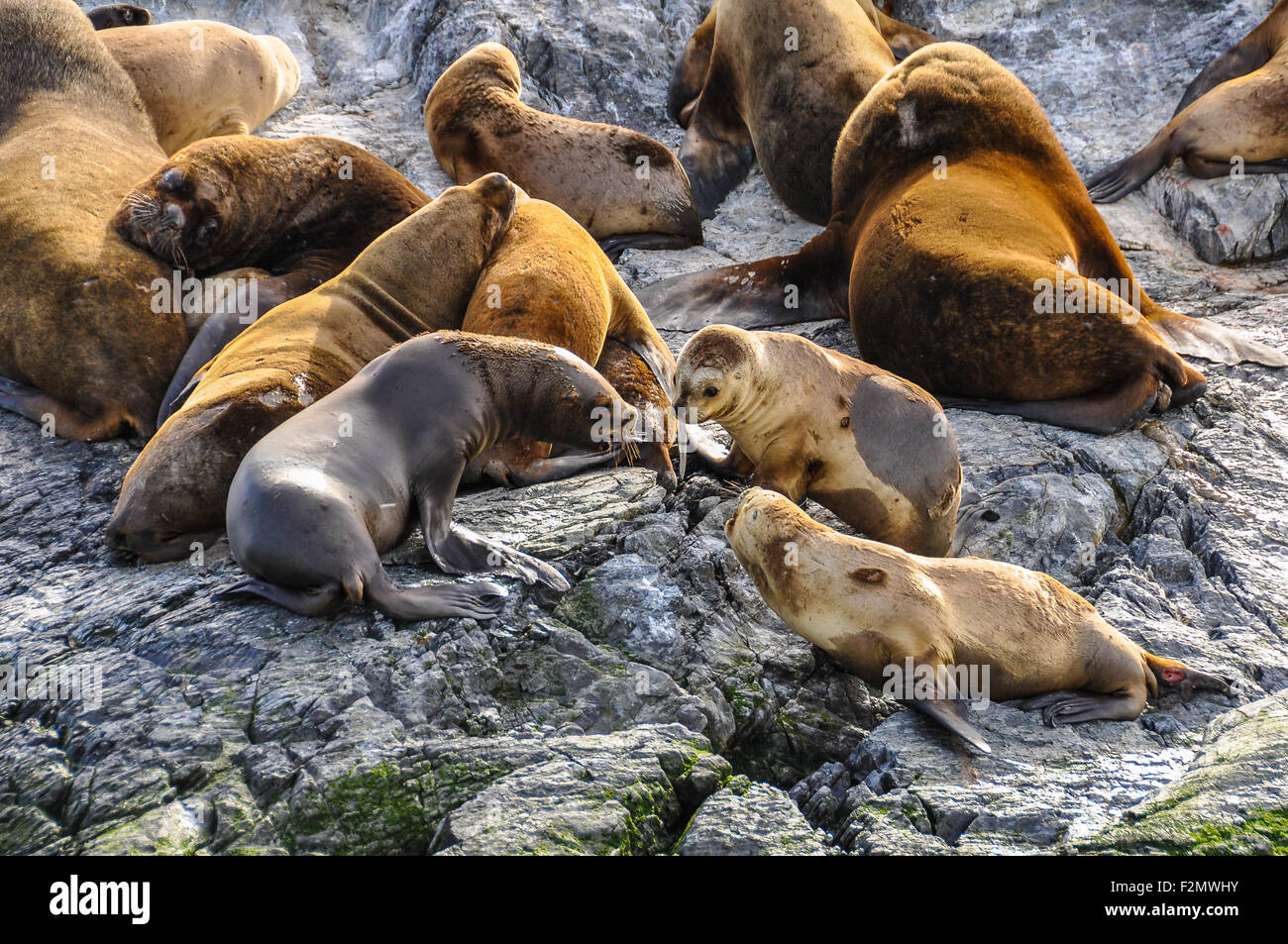 Big group of seals and sea lions playing together, Beagle Channel, Ushuaia, Argentina Stock