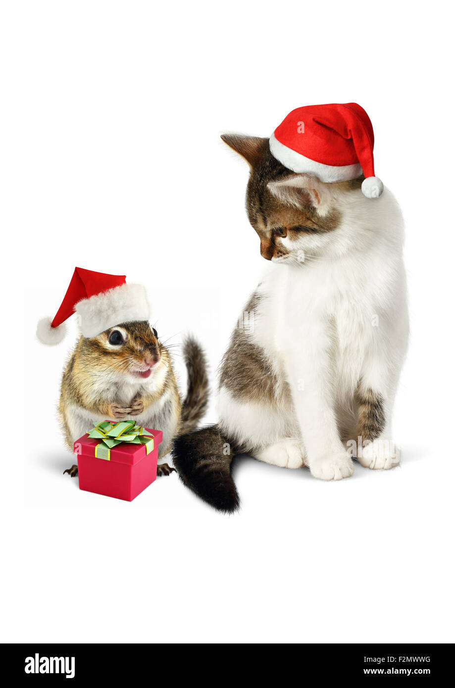 Comic xmas pet, funny chipmunk and cat dressed santa hat Stock Photo