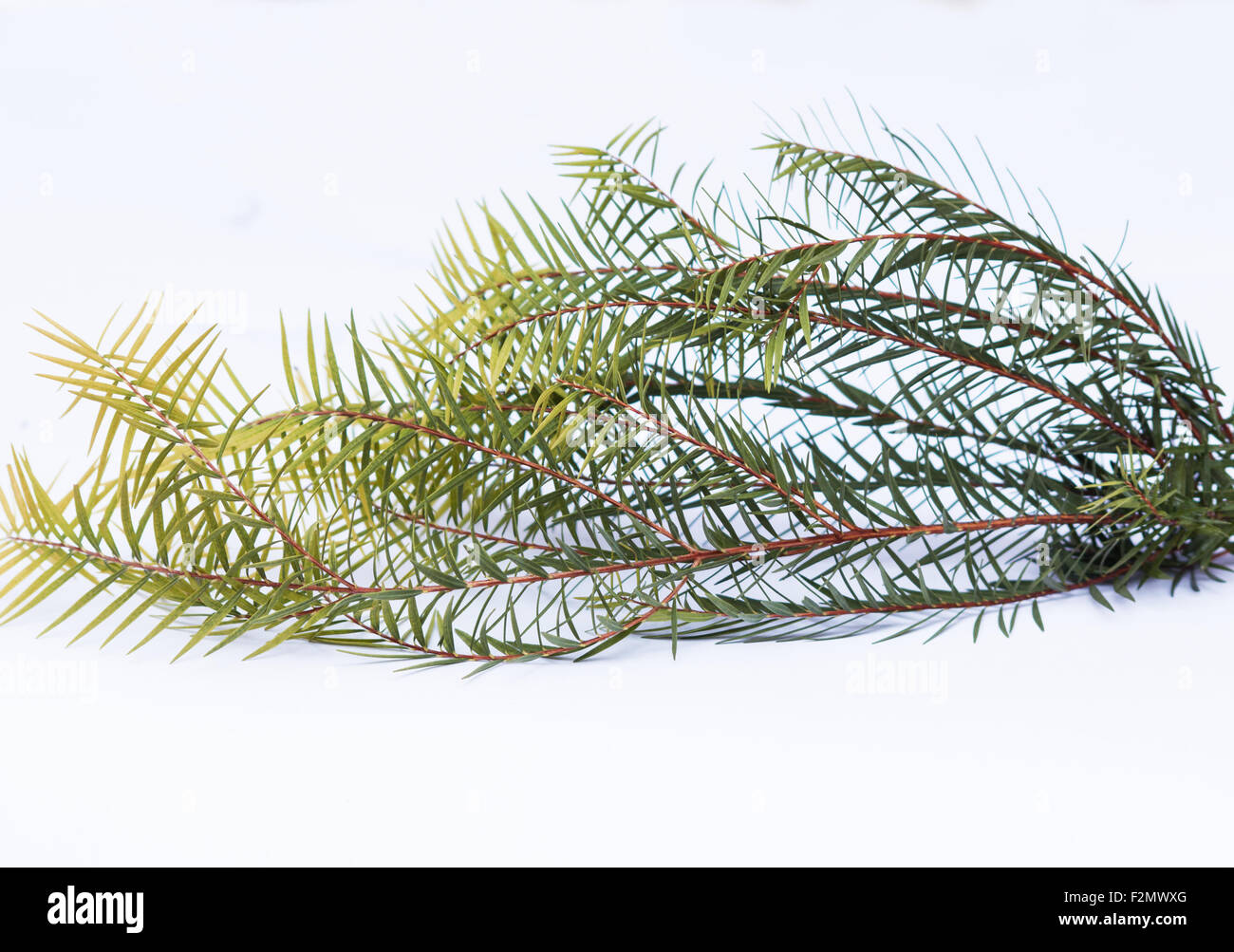 Tea tree (Melaleuca alternifolia) leaves on white background Stock Photo