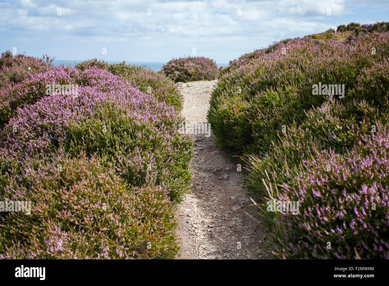 Close up of a narrow worn path through purple heather in the Irish countryside Stock Photo