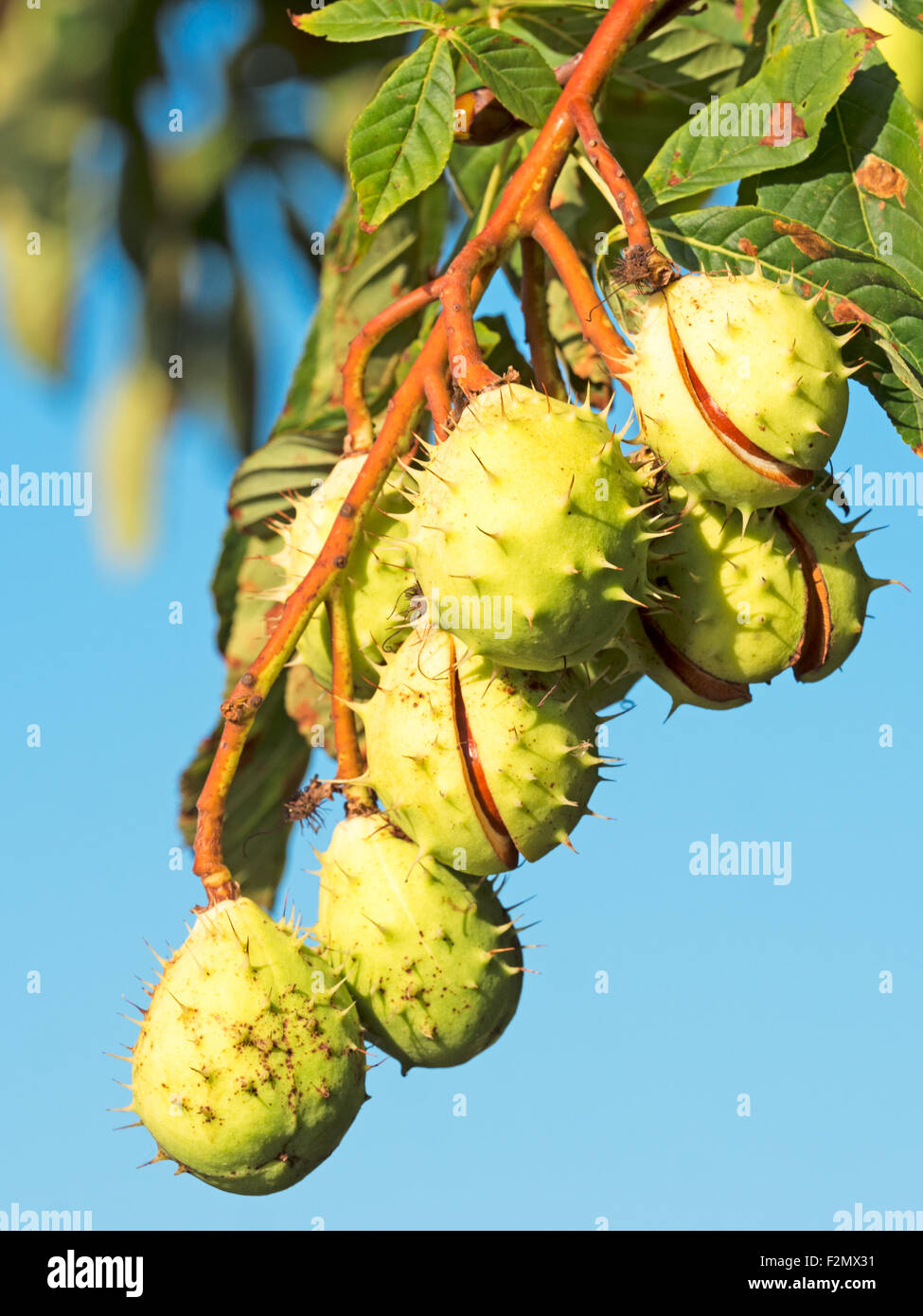 reife Kastanien am Baum Stock Photo