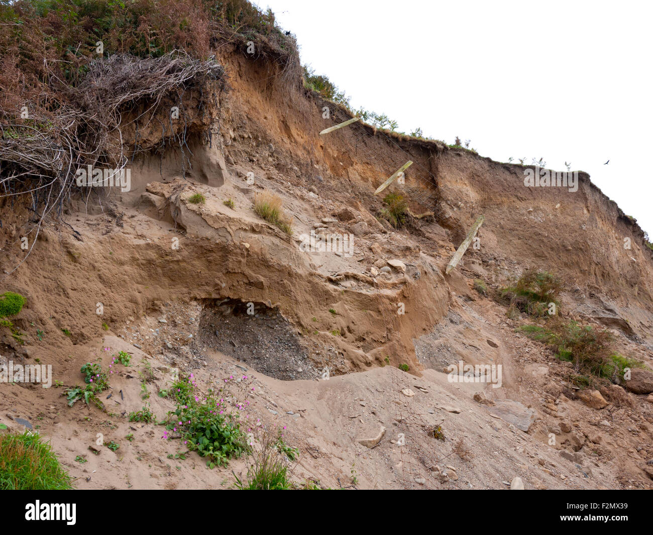 Coastal erosion on cliff top. UK Stock Photo Alamy