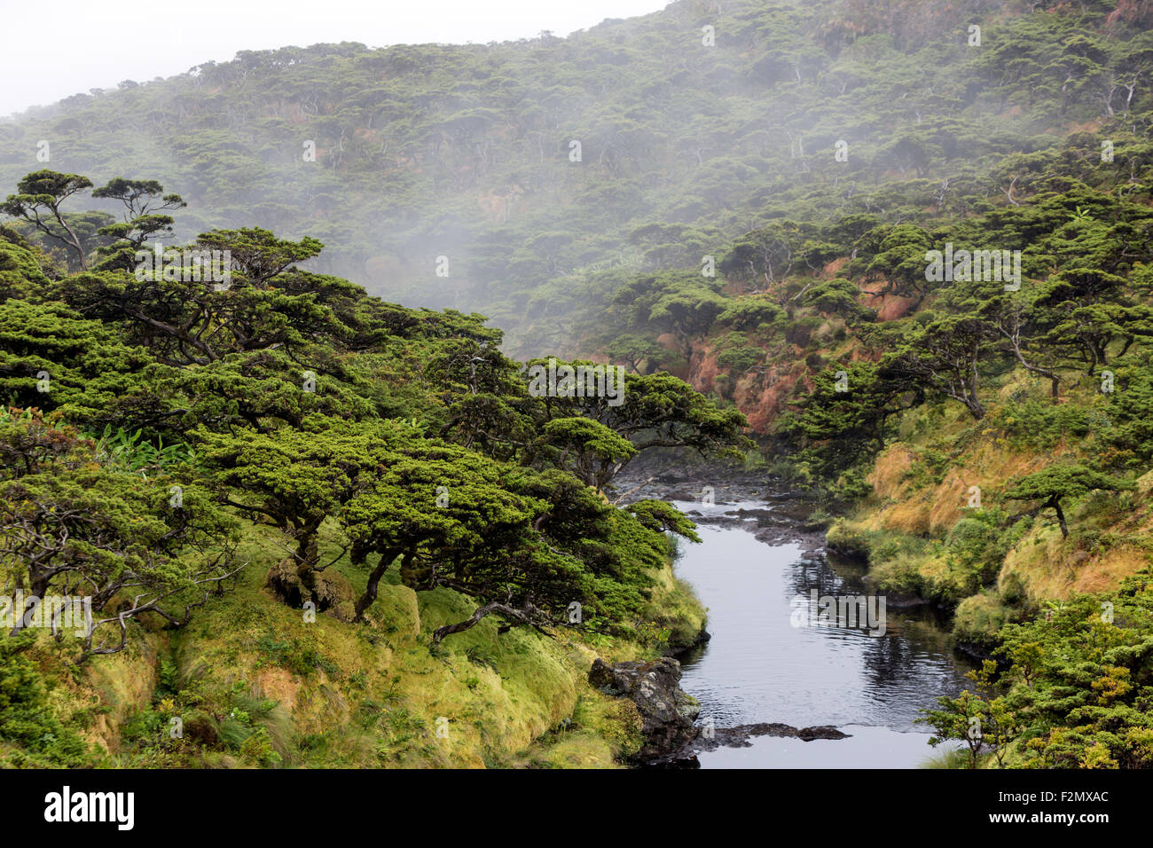 River in Reserva Florestal Natural do Morro Alto e Pico da Se, Flores Island,  Azores Stock Photo