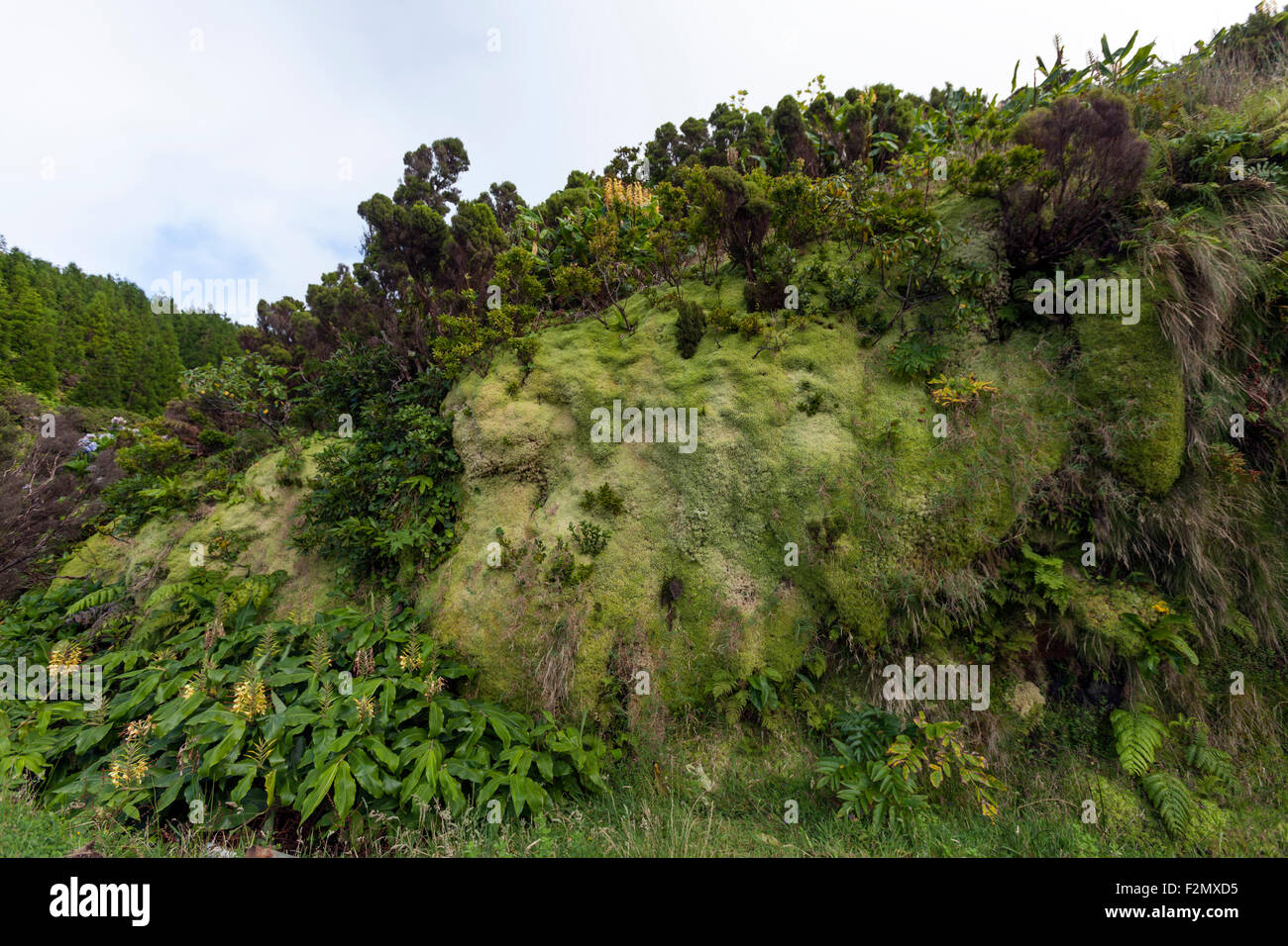 Walking path with grass, lichens and moss to Caldeira Branca, Flores Island,  Azores Stock Photo