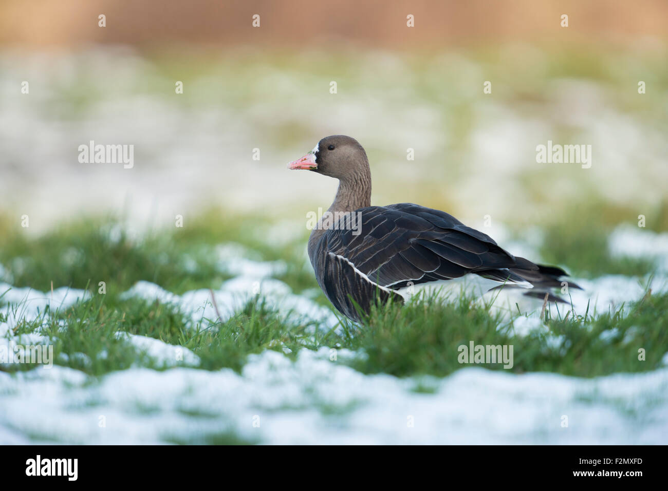 White-fronted Goose / Arctic goose / Blessgans ( Anser albifrons ) spends the winter on a meadow at Lower Rhine / Germany. Stock Photo