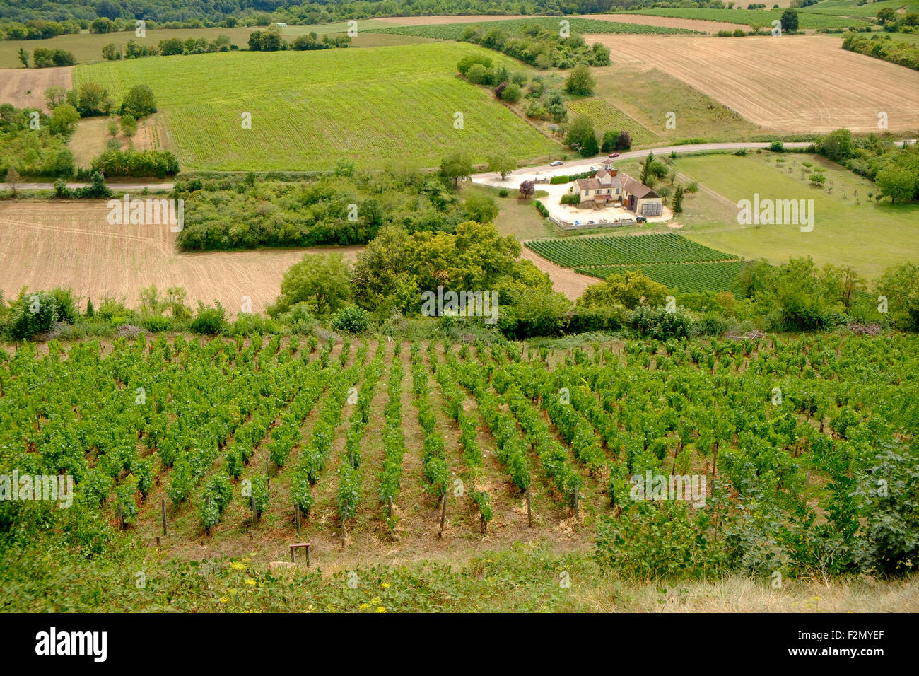 Vineyards of the Bourgogne Vézelay  appellation on the slopes of the hill of Vézelay, Bourgogne, France Stock Photo
