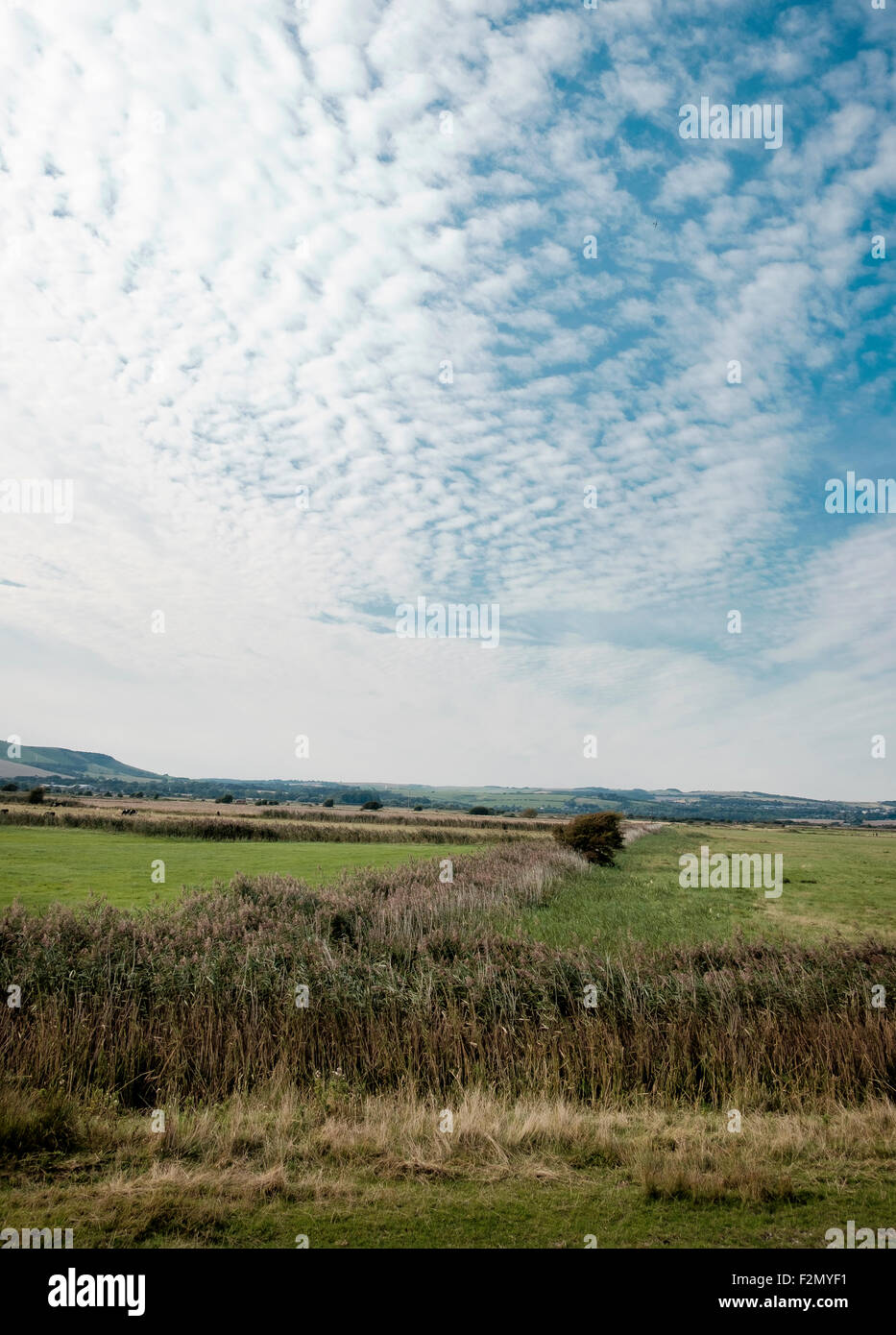 Lewes and Laughton Levels in East Sussex - the reeds are lining water drainage channels. Stock Photo
