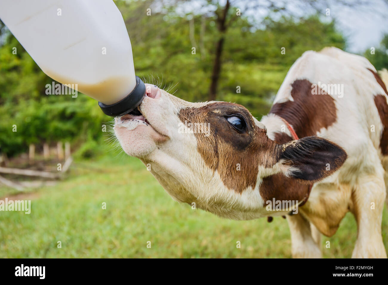 feeding milk to baby cow at the ranch Stock Photo Alamy
