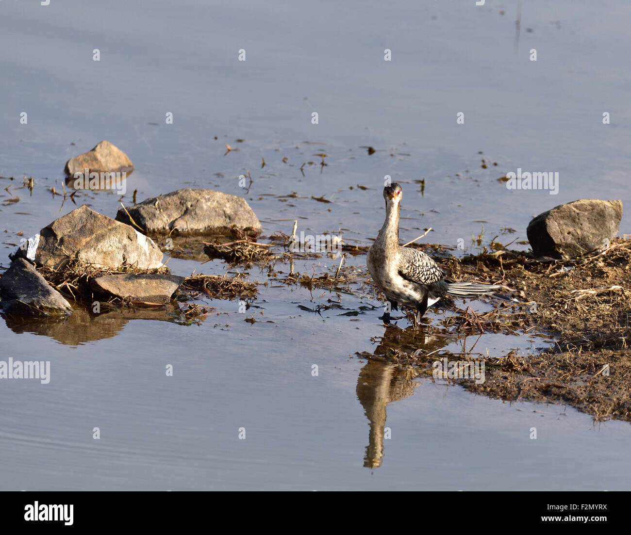 Waterbirds, White-breasted Cormorant, Phalacrocorax lucidus, Witborsduiker Stock Photo